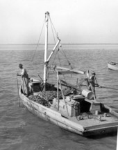 Apalachicola Fish and Oyster Company workers tonging for oysters - Apalachicola, Florida.