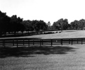 Cows grazing - Ocala, Florida