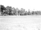 Panacea landscape