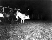Larry Cowart loses out to a brahman calf - Lakeland, Florida