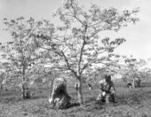 African American workers gathering nuts in a tung orchard