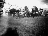 Larry Cowart loses out to a brahman calf - Lakeland, Florida