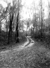 Road in picnic area at Wacissa Springs - Jefferson County, Florida