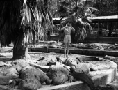Woman playacting with alligators.
