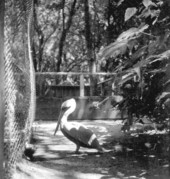 Pelican
