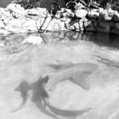 Shark at the Key West Aquarium - Key West, Florida.