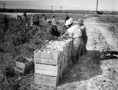 Tomato harvesting - Perrine, Florida