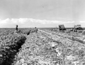 Laborers harvesting celery - Belle Glade, Florida.
