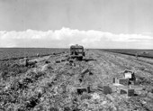Laborers harvesting celery - Belle Glade, Florida.