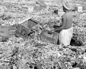 Laborer crating celery - Belle Glade, Florida.