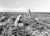 Cutting and loading celery into field crates - Belle Glade, Florida.