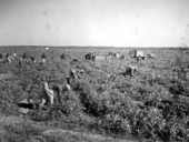 Tomato harvesting - Perrine, Florida