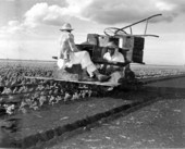 Celery planter - Belle Glade, Florida.