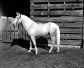Danny Shanguloo - Ocala, Florida