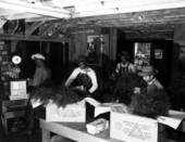 Workers packing ferns for shipment - Casselberry, Florida