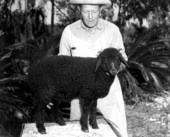 Mr. Bill Davis with 3-month-old Karakul sheep Abdul at his ranch - Irvine, Florida