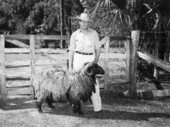 Mr. Bill Davis stands with a full grown Karakul sheep at his ranch : Irvine, Florida