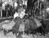 Mr. and Mrs. Bill Davis feeding Karakul sheep at their ranch - Irvine, Florida