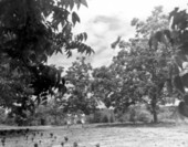 Pecan trees