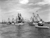 Shrimp boat fleet - Saint Augustine, Florida