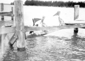 Pelicans in Sarasota