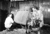 Women milking Elsie the Borden cow at the Florida State Fair - Tampa, Florida