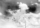 Flock of pelicans in flight over Marineland