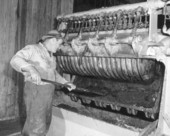 A worker processing tung nuts in a expressing mill at Tungston Plantation - Capps, Florida