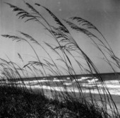 A Florida beach.