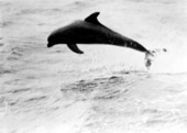 Dolphin leaping through the air