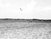 Pelicans snag fish out of water near Tampa