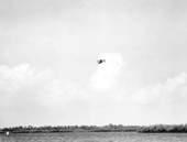 Pelicans fishing over water near Tampa