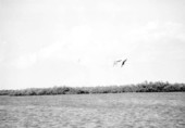 Pelicans fishing over water near Tampa