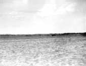 Pelicans near Tampa