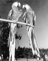 Macaws at the Rare Bird Farm in Kendall.