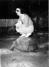 Mrs. Ruby Melton crouching on a turtle at an alligator farm - St. Augustine, Florida