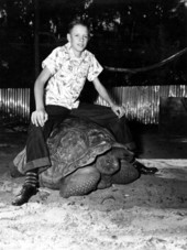 Boy on Galapagos tortoise at Saint Augustine Alligator Farm