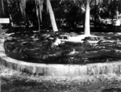 Alligators in an alligator farm - St Augustine, Florida