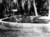 Alligators in an alligator farm - St. Augustine, Florida