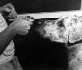 Dog taking an interest in owner's pet squirrel