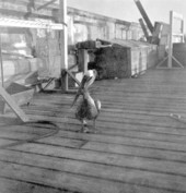 Pelican "Old Bill" in Sarasota