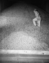Cecil Sullivan stands on 200 tons of peanuts in storage at the Marianna Peanut Company - Marianna, Florida