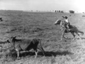 Cattle herding on the United States Sugar Corporation range - Clewiston, Florida