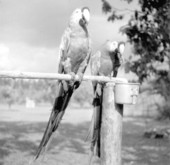 Parrots at a rare bird farm in Kendall