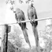 Parrots at a rare bird farm in Kendall