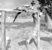 Macaws and emus at a rare bird farm in Kendall