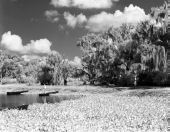 Man fishing in the river at Myakka River State Park - Sarasota County, Florida.