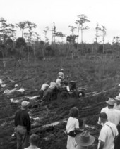 Naples' Swamp Buggy Day races - Naples, Florida