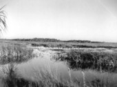 Birds in the Everglades