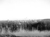 Flock of birds in the Everglades